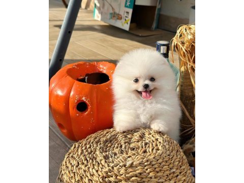 Ailenizin üyesi mini boy pomeranian yavrumuz wanda