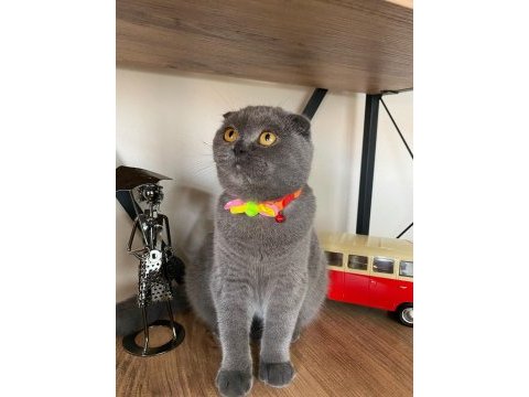 Ücretsiz scottish fold kedisi