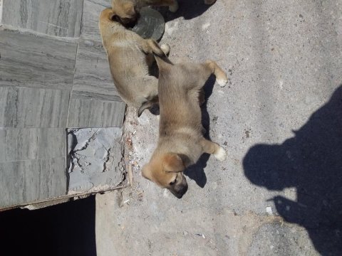 Has kangal isteyenler ana baba belli