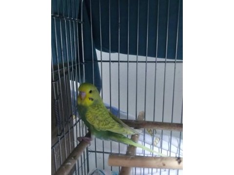 Yavru muhabbet kuşu