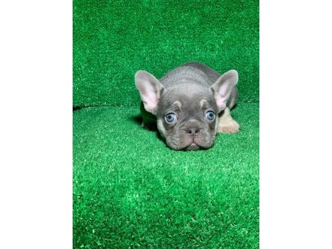 Muhteşem göz rengi lilak tan french bulldog