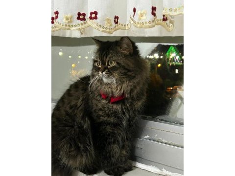 British shorthair