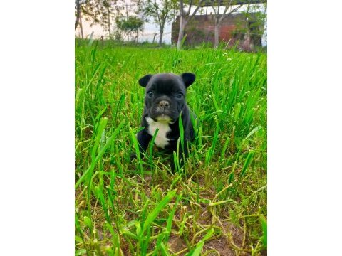 Anatomi harikası french bulldog