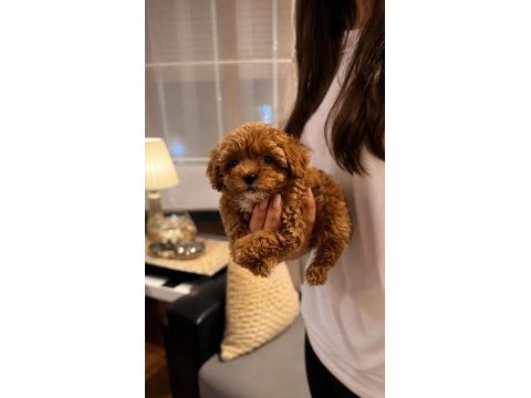 Maltipoo yavrular orijinal ev doğumlu