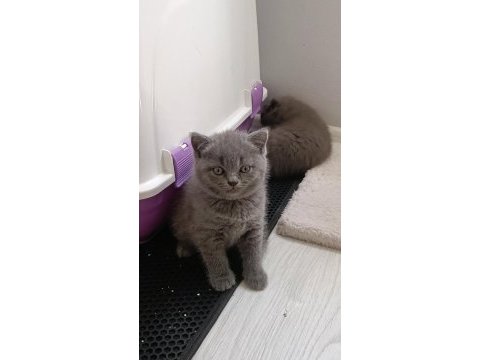 British shorthair 2 dişi ve 1 erkek yavru