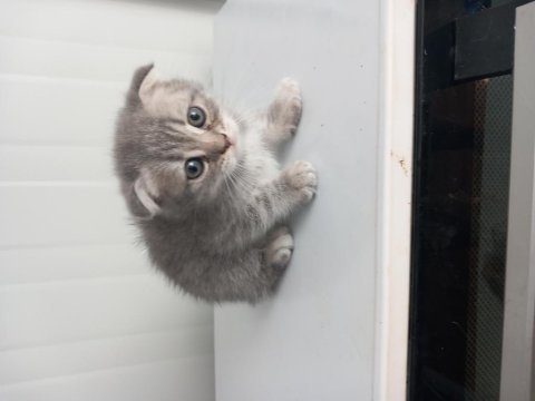 8 yavru kedi