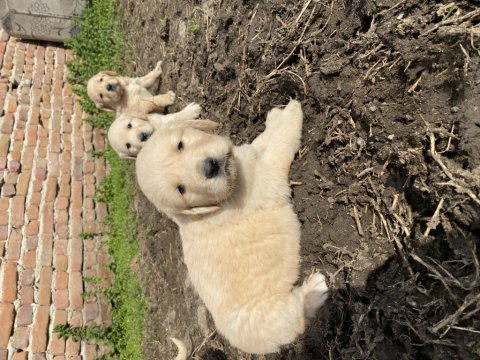 Mükemmel kalite golden retriever yavrular