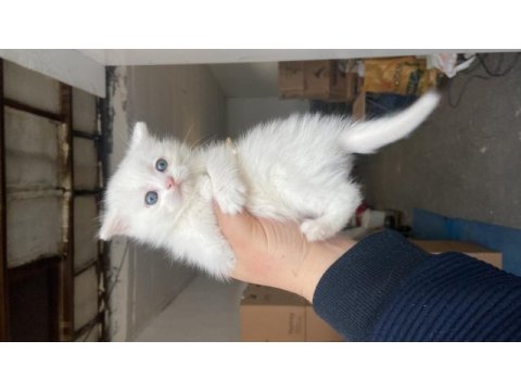 2 aylık bayram şekeri british shorthair