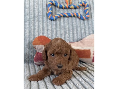 Eşsiz güzellikte toy poodle yavrumuz