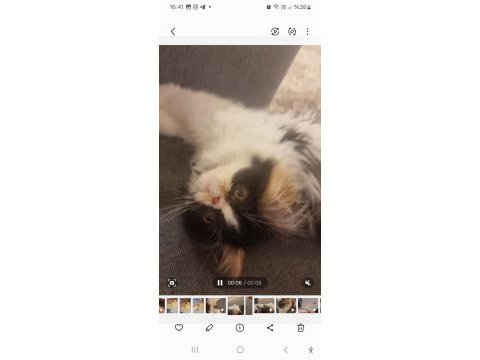 Ender bulunan yüz hatlarına sahip iyi huylu kedimiz