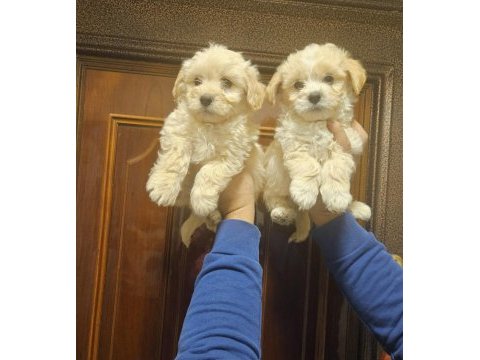 O numara maltipoo yavrularımız
