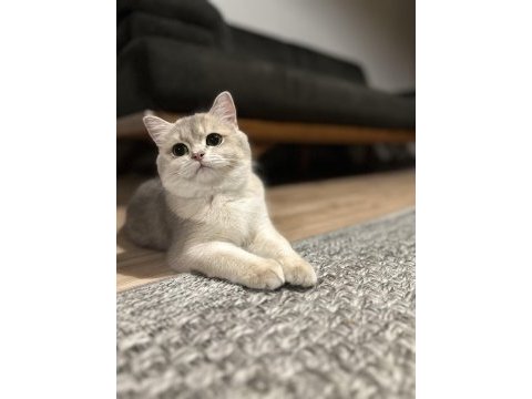Ay12 dişi şampiyon (anne baba) safkan british shorthair