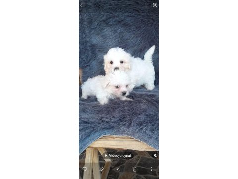 Maltese terrier yavru köpekler