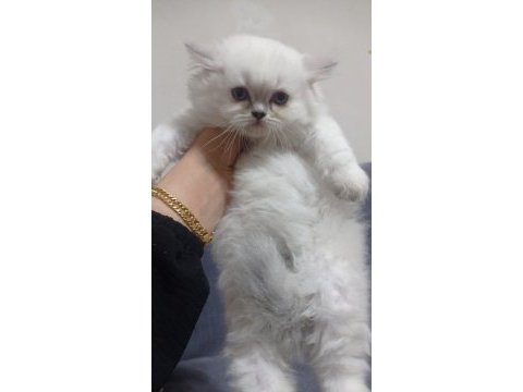 British dişi british longhair