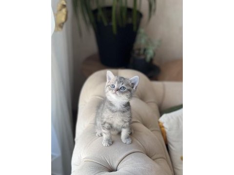 Sevimli surat british shorthair yavrum