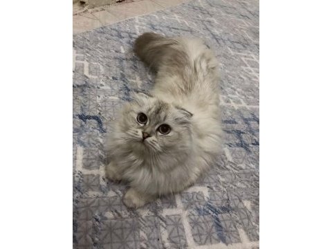 Scottish fold dişi 12 aylık