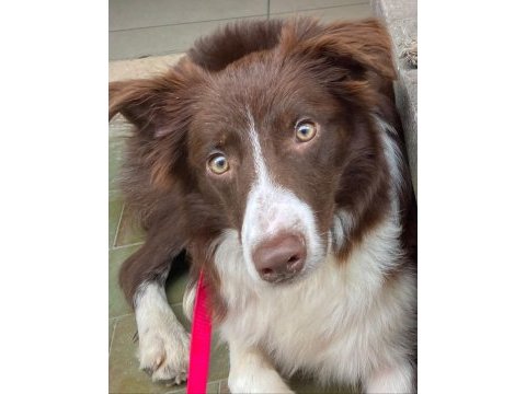 7 aylık dişi border collie