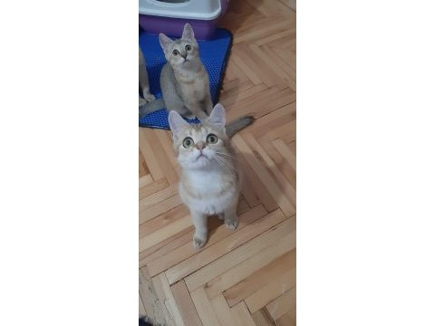 Golden british shorthair