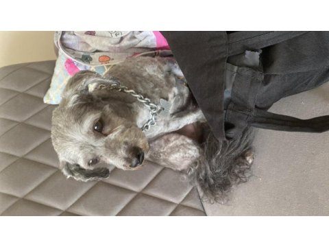Köpeğimize yeni yuva arıyoruz
