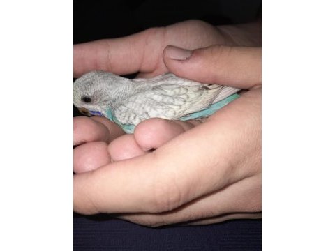 Yavru muhabbet kuşu 1.5 aylık