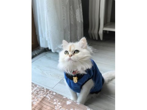 Dişi kedimiz british longhair