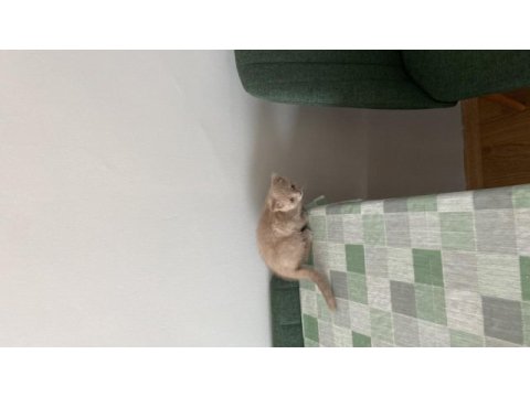 Uysal scottish fold kızımız