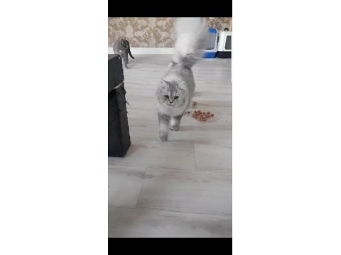 Şecereli british longhair