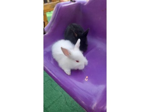 Dişi erkek yavru tavşanlarımız yeni yuvalarını bekliyor