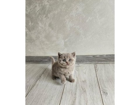 Lilac renk koca yanaklı british shorthair yavrular