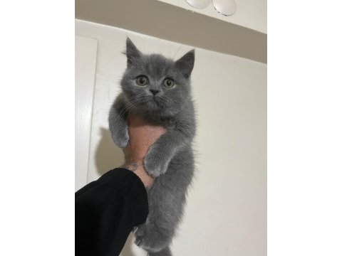 British shorthair erkek yavru