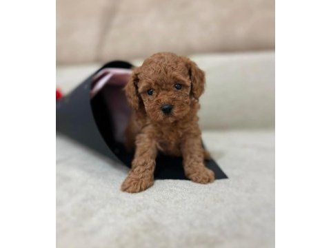 Toy poodle 0 numara kore kan