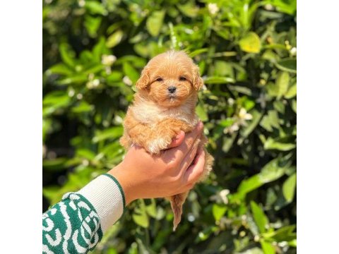 Yavru erkek maltipoo köpeğimiz