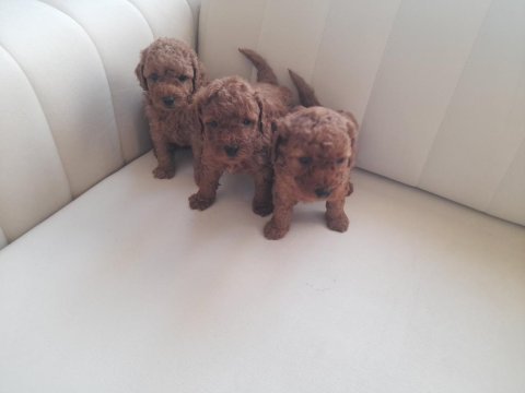 Orjinal toy poodle yavrularımız