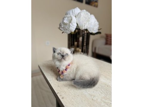 Safkan bluepoint british shorthair yavrular