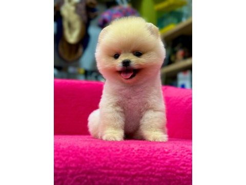 Pomeranian boo köpekler