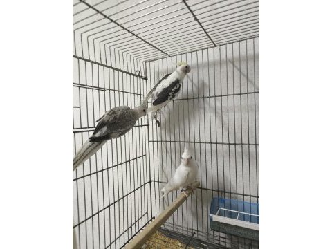 Sultan yavruları 2 aylik lutino grey wf heavy pied