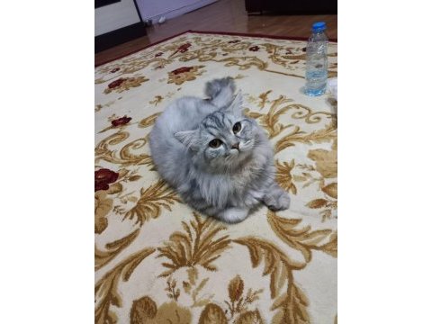 Uysal oyun kedisi aşıları tamam