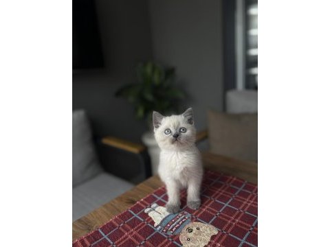Brıtısh shorthair blue point yavrularım 