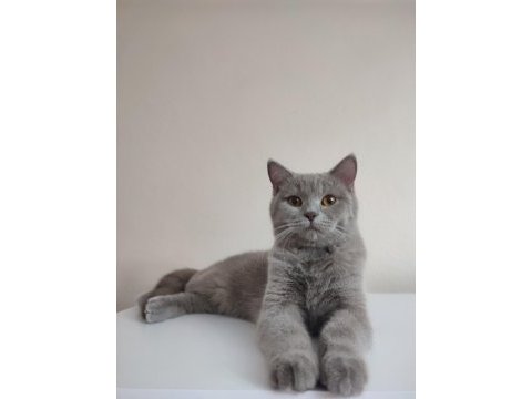 8 aylık dişi lilak rengi british shorthair