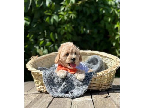 Maltipoo bebekler tüy dökmez