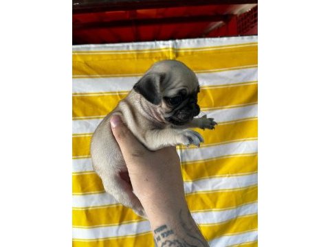 A kalite ırk garantili pug bebekler