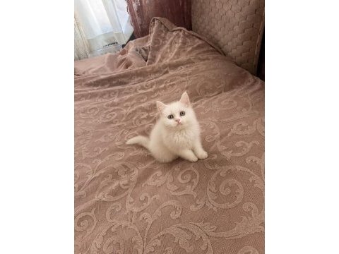 British shorthair 2 aylık yavru