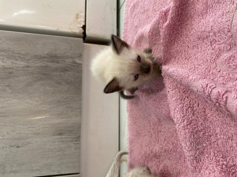 Bir buçuk aylık siyam kedisi yavrularımız