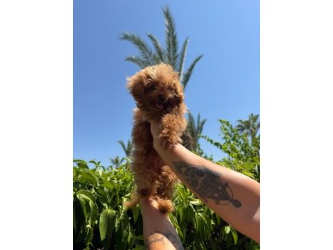 Kore erkek poodle mini