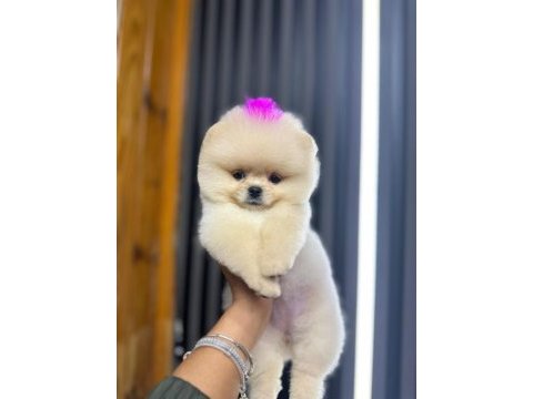 Pamuk dişi erkek pomeranian