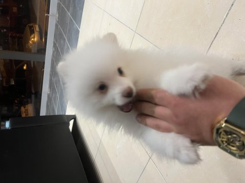 Acil satılık uygun pomeranian boo