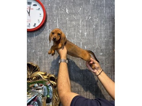 Ukrayna doğumlu dişi dachshund yavru (sosis)