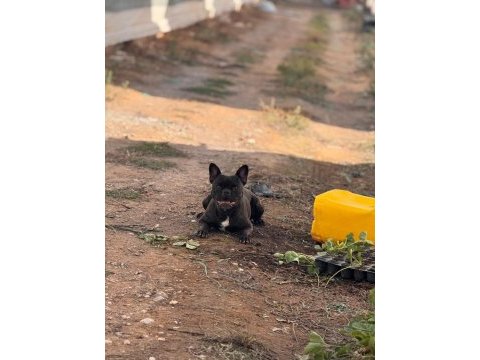 French bulldog anneler
