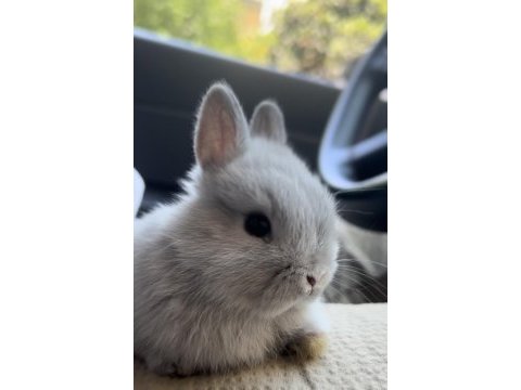 Netherland dwarf cüce tavşanlar
