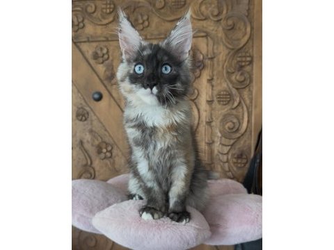 Full şecereli mükemmel profilde dev maine coon yavruları